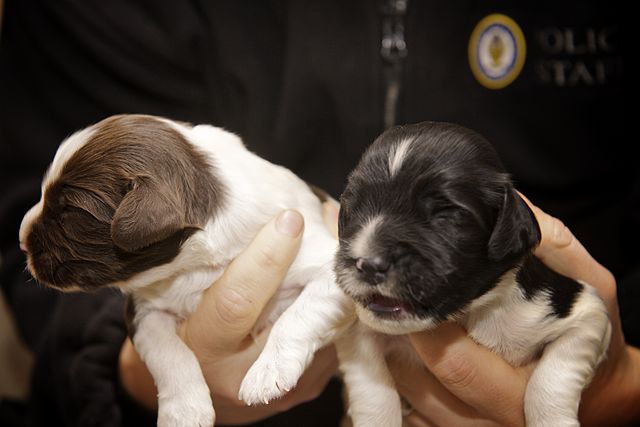 640px Day 354 West Midlands Police Newly born police puppies 8288060774