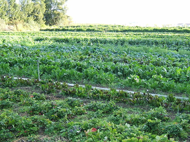 640px-Organic-vegetable-cultivation.jpeg