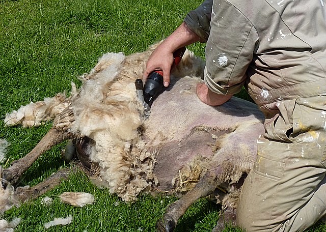 Sheep shearing J2