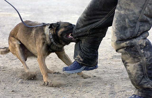 A bite dog, from private contractor, Custer Battles K-9 unit tackles a man in a protective suit during a training session at Baghdad International Airport (IAP), Iraq during Operation IRAQI FREEDOM. A bite dog is a dog that tackles a suspect bites and holds him until commanded to release him by the handler.